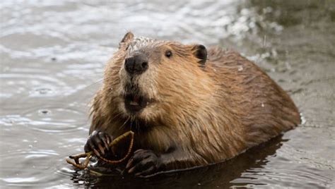 Beaver Facts: 20 Interesting Facts About Beavers | KickassFacts