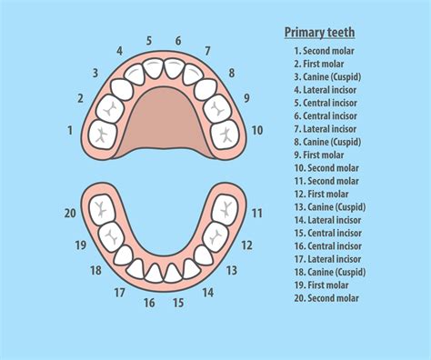 Human Teeth Numbers