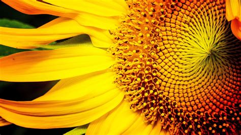 Pesquisa Google | Sunflower wallpaper, Yellow spring flowers, Art day