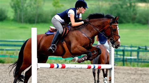 Horse jumping obstacles - Horse Choices