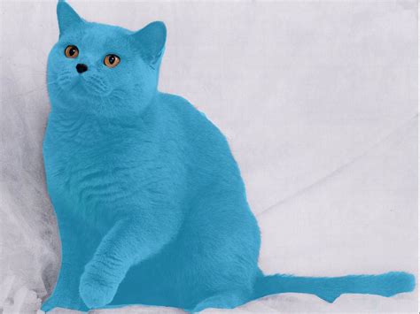 This cat is known as the "Smurf Cat"... | Cat halloween costume, Cat ...