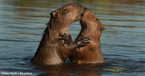 Save the Capybara and the Amazon | Take Action @ The Animal Rescue Site