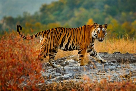 Bengal tiger, Bandhavgarh National Park, Madhya Pradesh, India - Art Wolfe