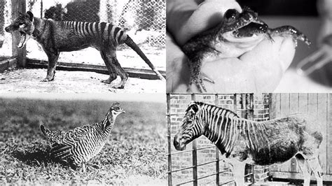 De-extinction: Four extinct animals that could be brought back to life ...