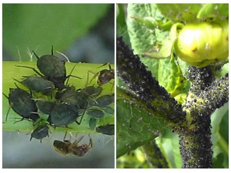 Black aphids on tomatoes and cucumbers - how to fight