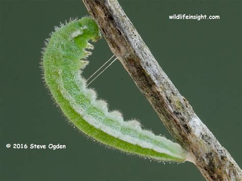 Orange–tip Butterfly and caterpillar (Anthocharis cardamines ...