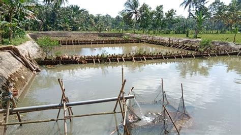 Program Tambak dan Pertanian dari Gardu Ganjar Bikin Warga Lebih Mandiri