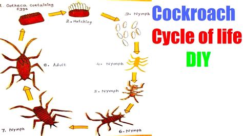 Cockroach Life Expectancy | Roach | cockroach | Insect