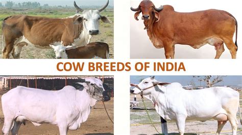 Cow Breeds of India 🐄 🇮🇳 | Livestock | Indian Animals - YouTube