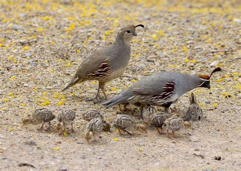 Gambel's Quail kids | Pretty birds, Pet birds, Beautiful birds