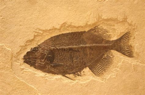 Premium Photo | Closeup shot of ancient fish fossils