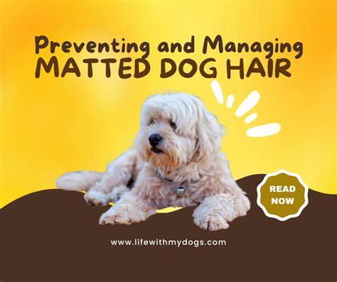 Preventing and Managing Matted Dog Hair - Life With My Dogs