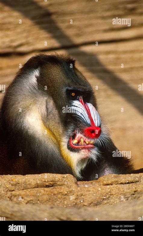 Mandrill Baboon Teeth