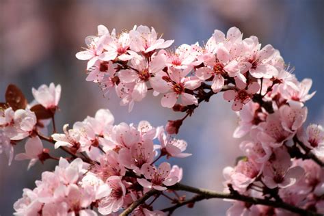 Bamboo and Plum Blossom