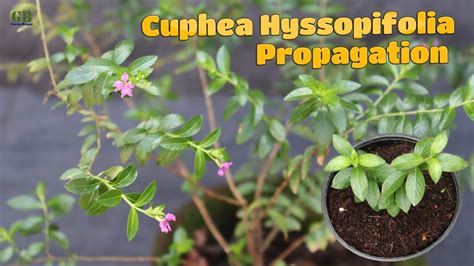 Cuphea hyssopifolia or false heather plant propagation from cuttings ...