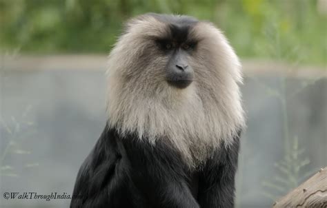 15 Species of Monkeys Found in The Indian Subcontinent | WalkThroughIndia