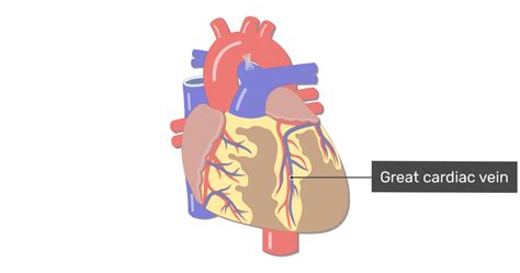 Coronary Veins Heart Model