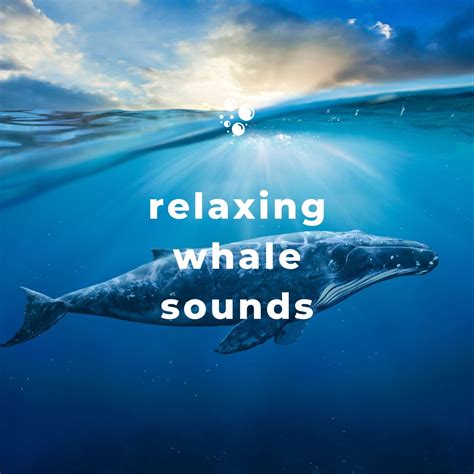 ‎Relaxing Whale Sounds by Whale Song, Nature Therapy & Underwater World ...