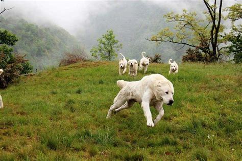 Central Asian Shepherd Dog | Information & Dog Breed Facts