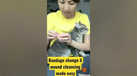 No Fuss Bandage Change- Degloved Cat Tail (consult vet 1st) - YouTube