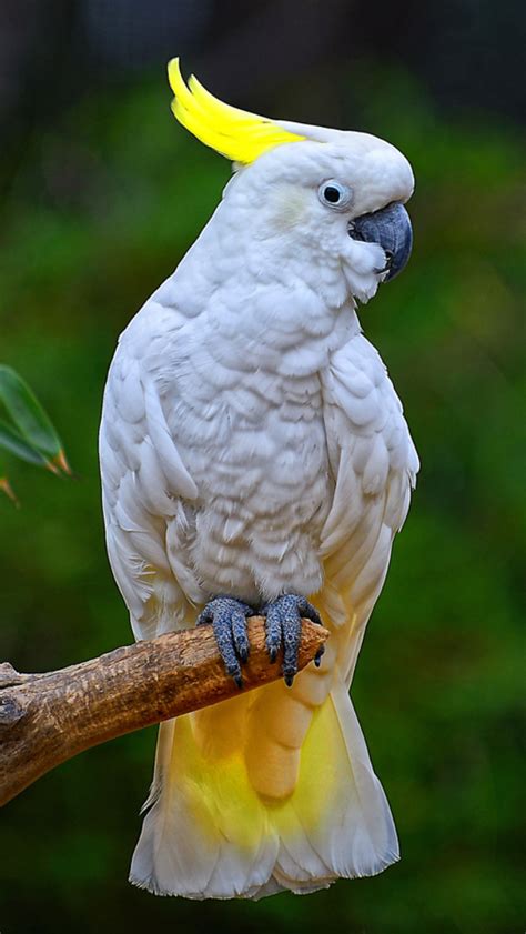 Pin on Cute Birds