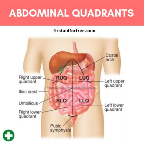 What are the Four Quadrants of the Abdomen? - First Aid for Free