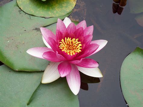 Pink Lotus Flower: Meaning and Symbolism - Mythologian