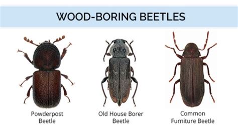 What Do Wood-Boring Beetles Look Like | Wood Bug Identification Guide