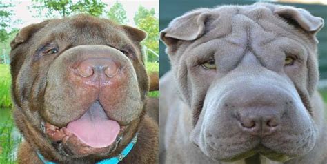 Shar-pei wrinkles explained by dog geneticists ~ Sharpei United