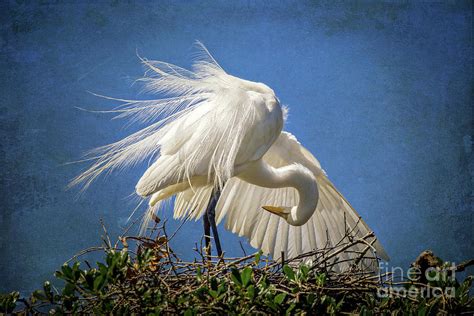 Great Egret Feathers Photograph by Joan McCool - Fine Art America