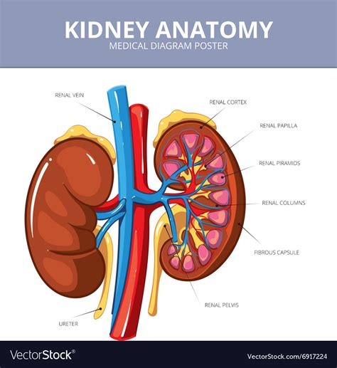 Kidney Anatomy Diagram