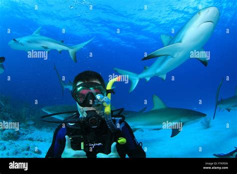 Scuba Diver with Sharks Stock Photo - Alamy