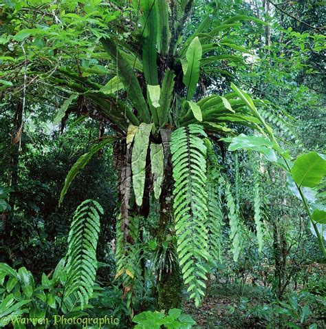 Tropical Rainforest Plants List