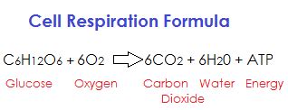 What is respiration - Biology - Cell - 14499419 | Meritnation.com