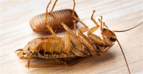 Cockroach Infestation: How to Tell If You Have One (and How To Fix It ...