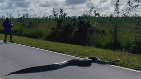 Giant Burmese python in Florida Everglades spotted crossing road in ...