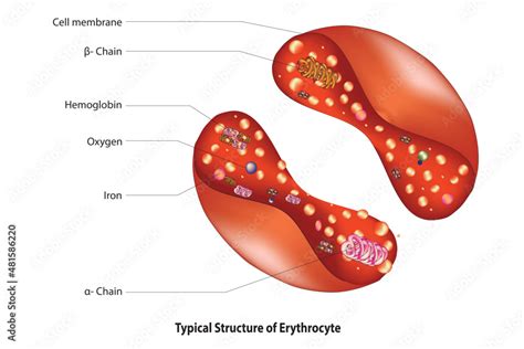 Red blood cell structure (labeled diagram of erythrocyte ) Stock Vector ...