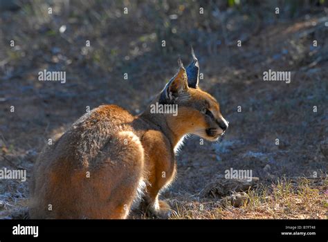 Caracal lynx hunting in the bush in Addo Elephant National Park ...