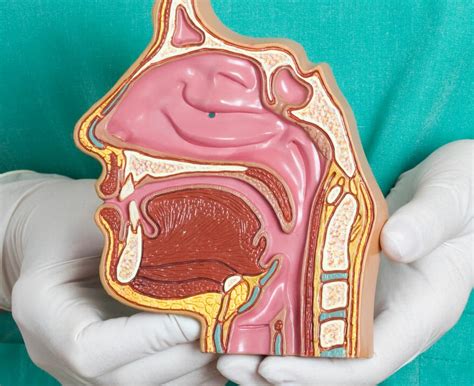 Nasal Anatomy - SinusHealth.com