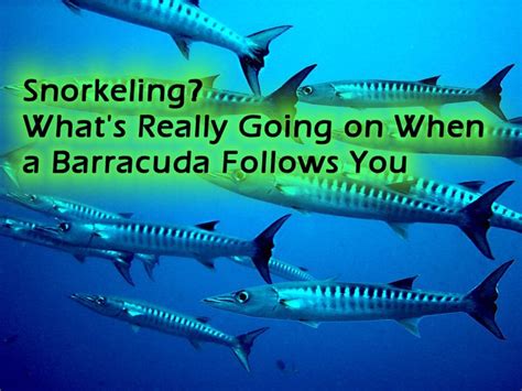 Snorkeling? What's Really Going on When a Barracuda Follows You ...