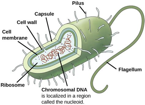 Structure of Prokaryotes | Boundless Biology