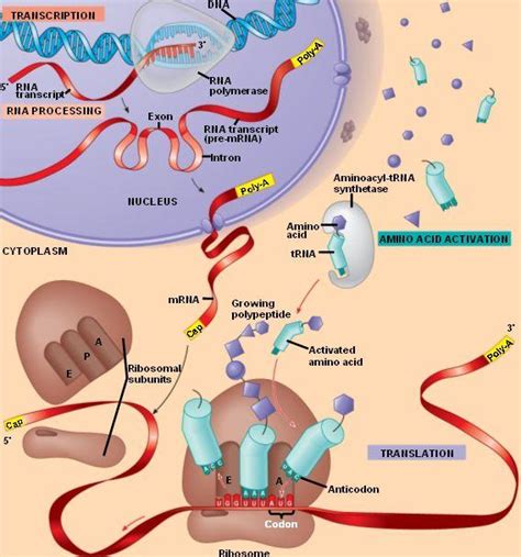 DNA to Protein Synthesis - Honors Biology