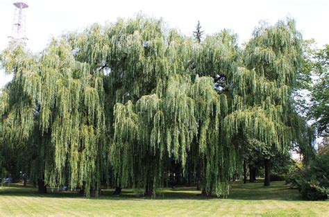 Willow Tree Spiritual Meaning and Symbolism