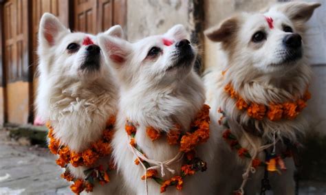 5 Days In Tihar Festival | Everything You Wanted To Know