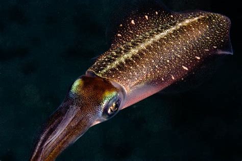 Caribbean Reef Squid - Sepioteuthis Sepioidea - Squid Facts and Information