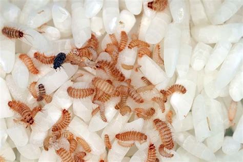 Does Rice Turn into Maggots? [The Complete Answer]