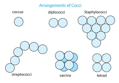 12.) Discuss morphological diversity of the bacteria with sufficient ...