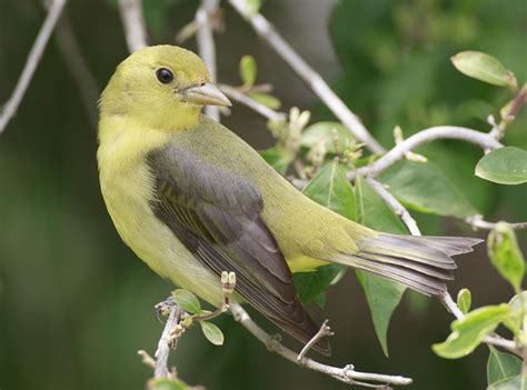 Tanagers and flycatchers | Outdoors | daily-journal.com