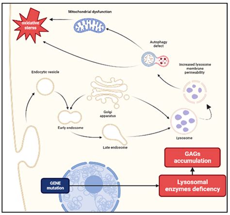 Mucopolysaccharidosis: What Pediatric Rheumatologists and Orthopedics ...