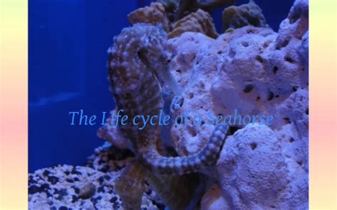 The Life Cycle of a Seahorse by Hannah on Prezi